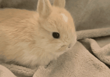 Baby Netherland Dwarf Bunnies